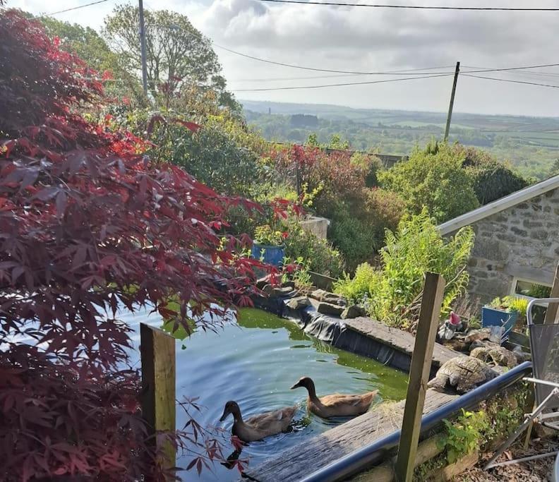 Cosy Cornish Cabin St Austell Zewnętrze zdjęcie